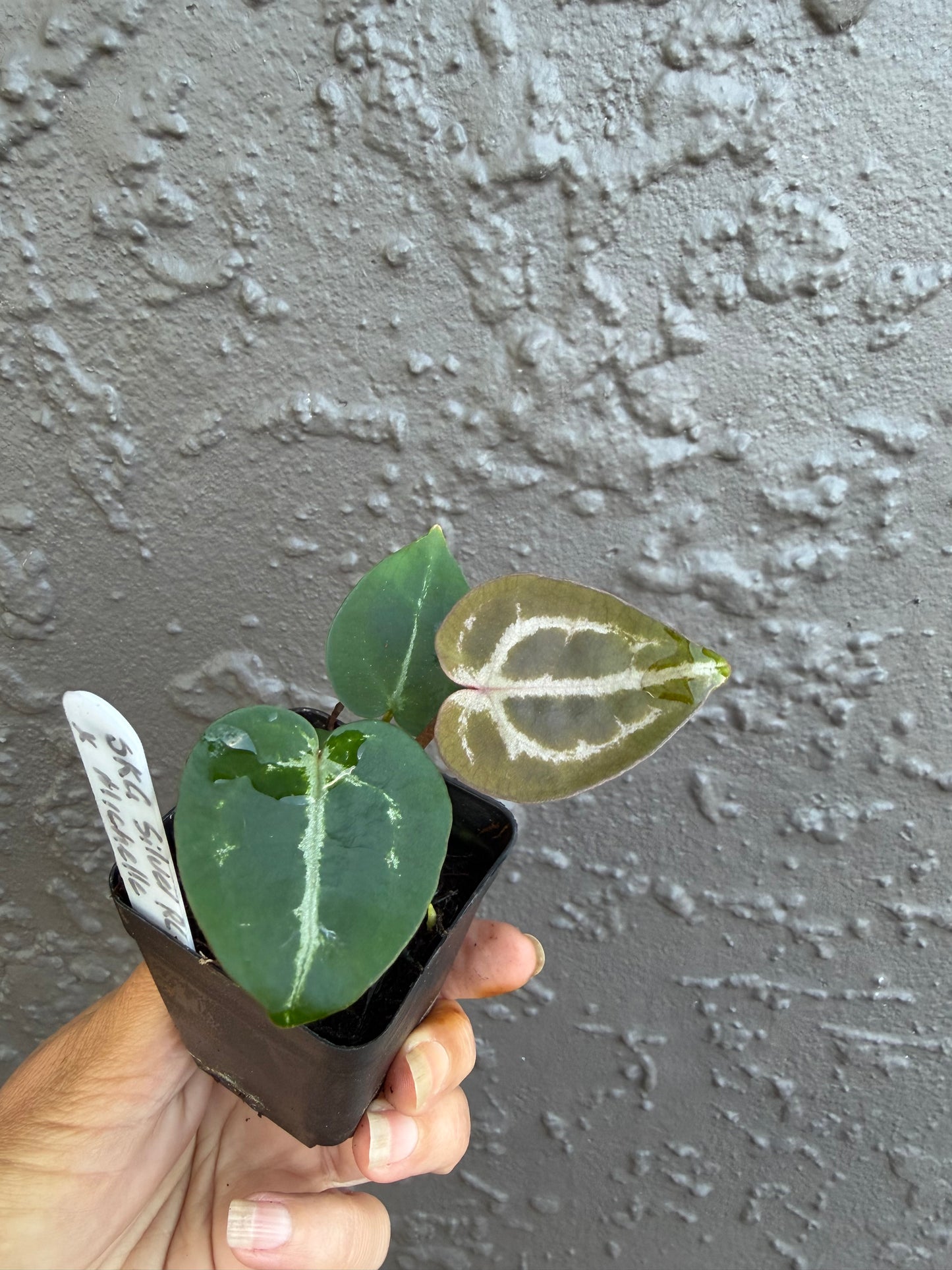 Skg Silver Red Crystallinum x Michelle - A