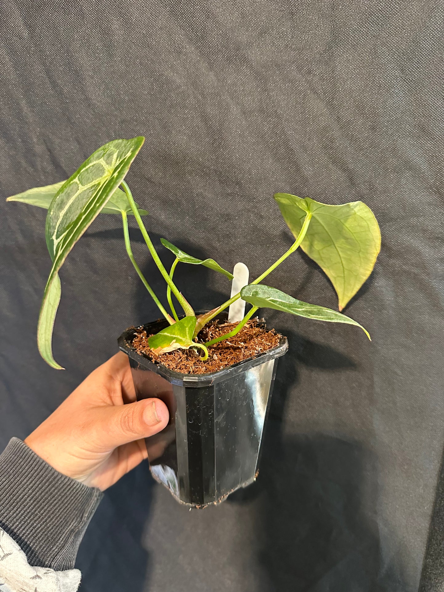 Anthurium Astraea