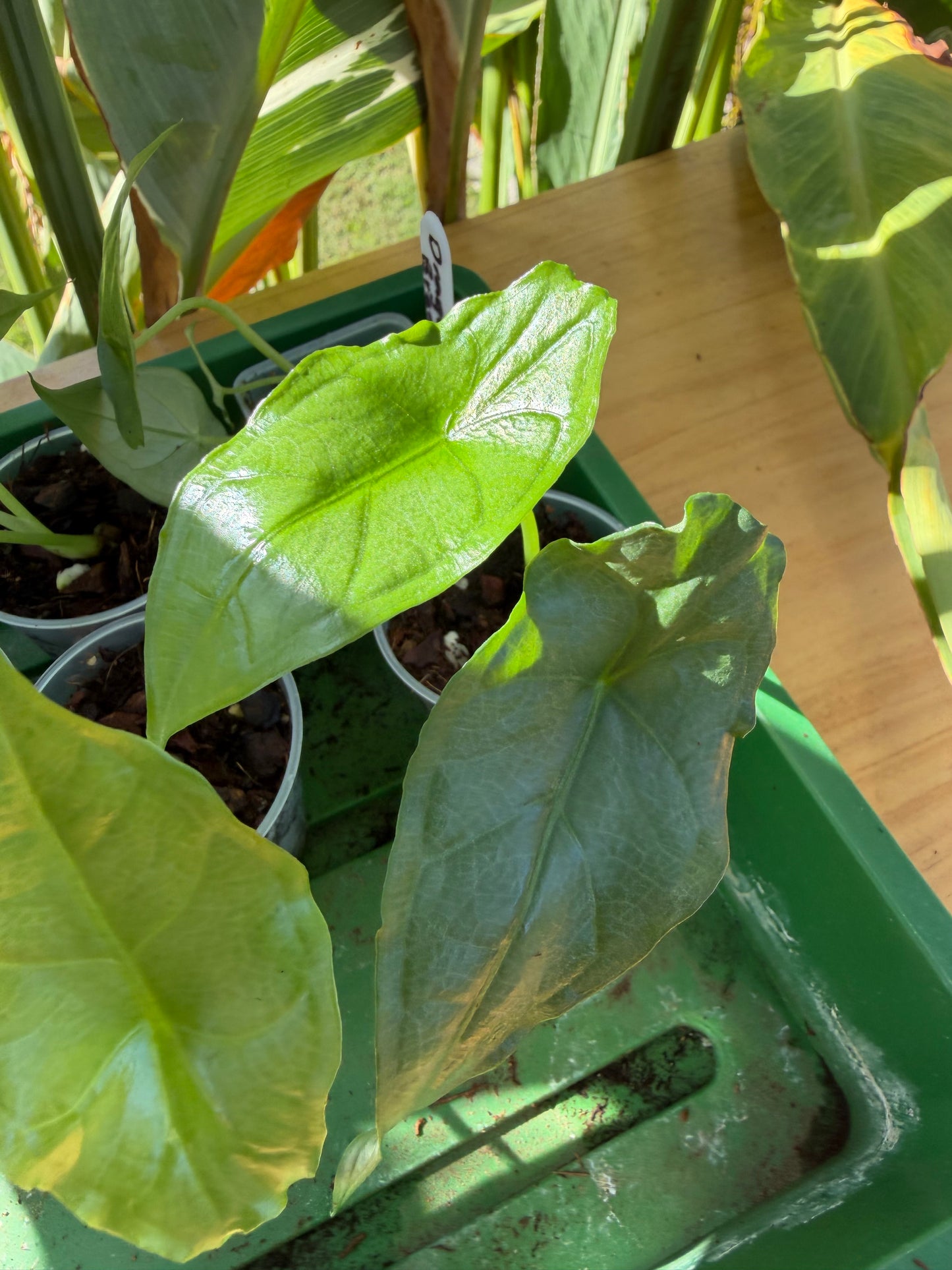 Alocasia Dragons Breath