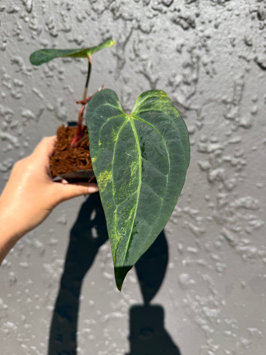 Kallos (var papi x x papi x)