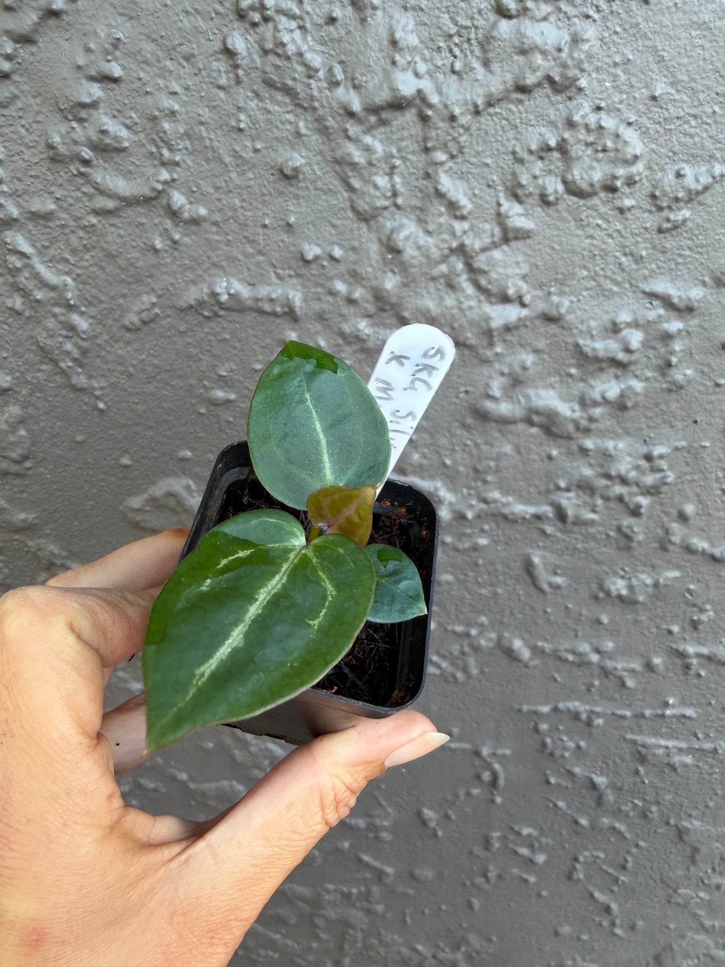 SKG Silver Red Crystallinum x Michelle -B