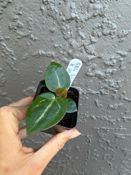 SKG Silver Red Crystallinum x Michelle -B