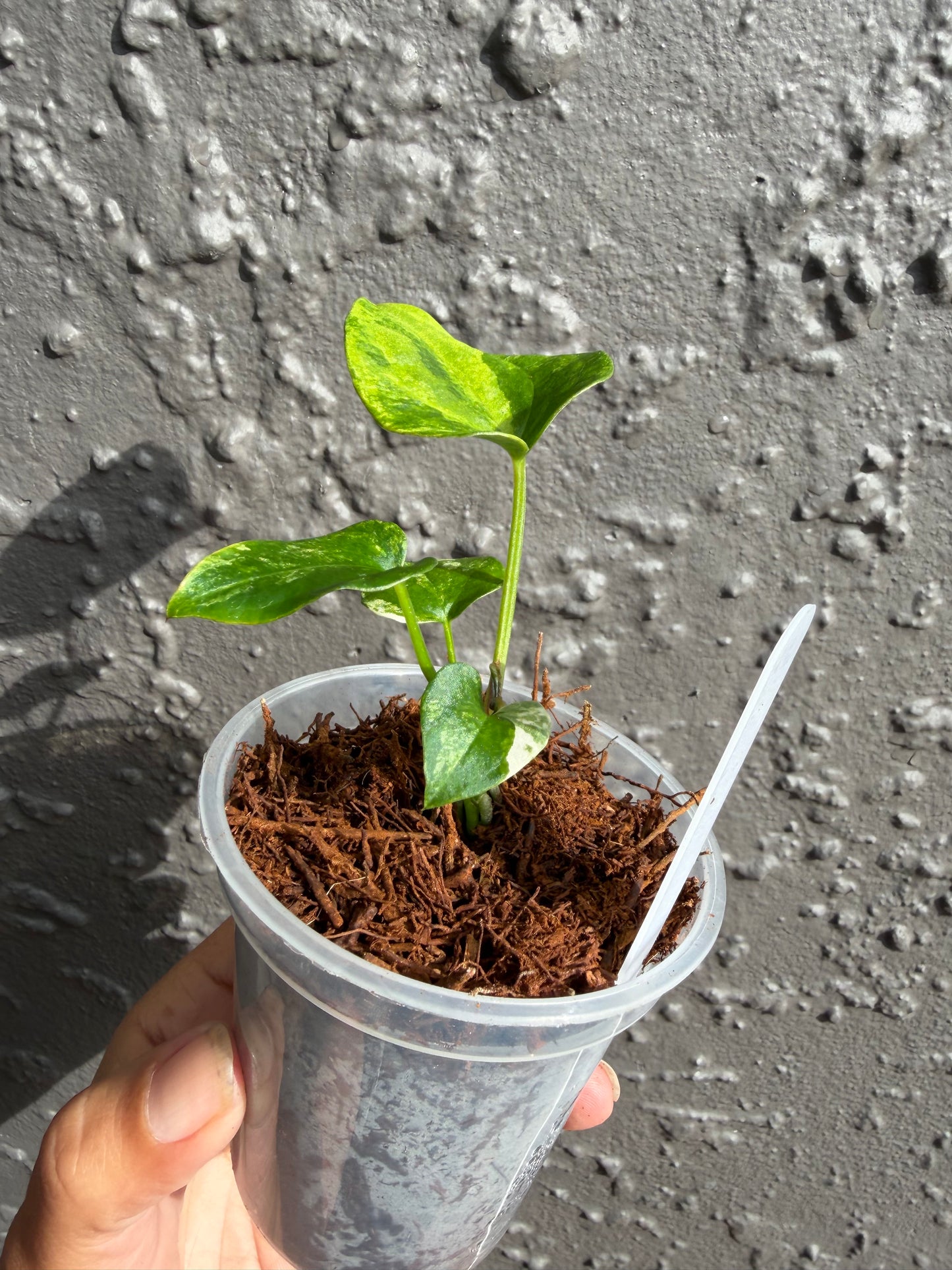 Anthurium Allure Solaris -5