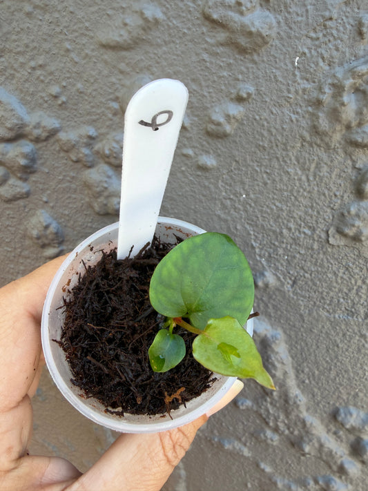 Anthurium KoS HU round form - 6