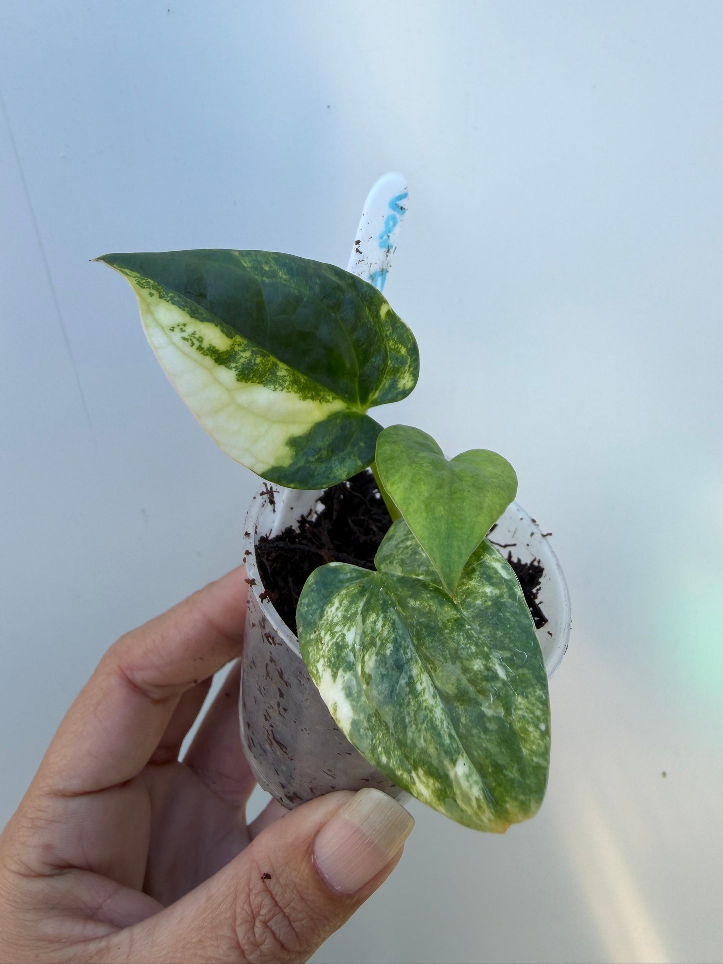 Variegated forgetii x X Luxurians