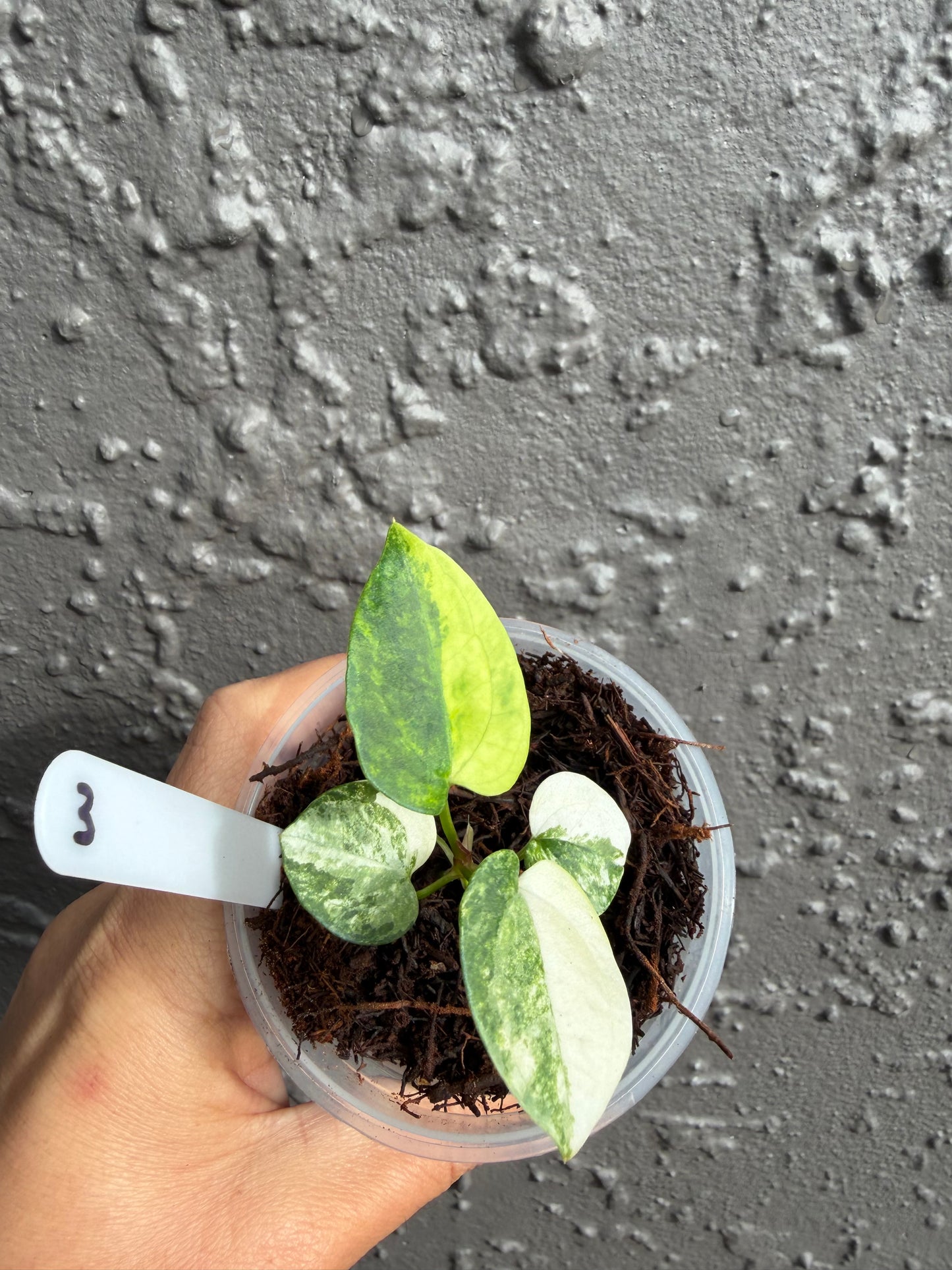 Anthurium Allure Solaris -3