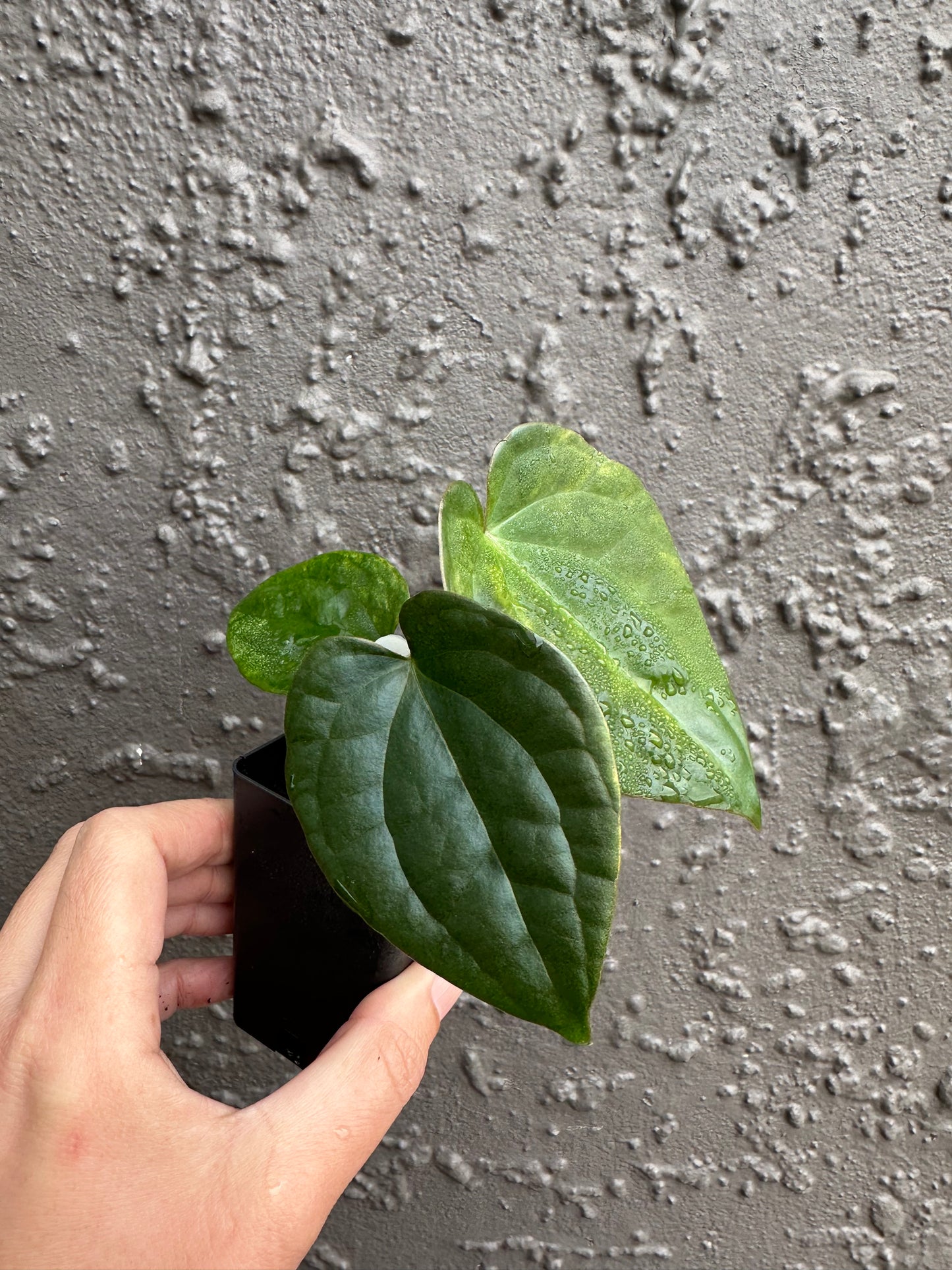 Variegated forgetii x lux (3)