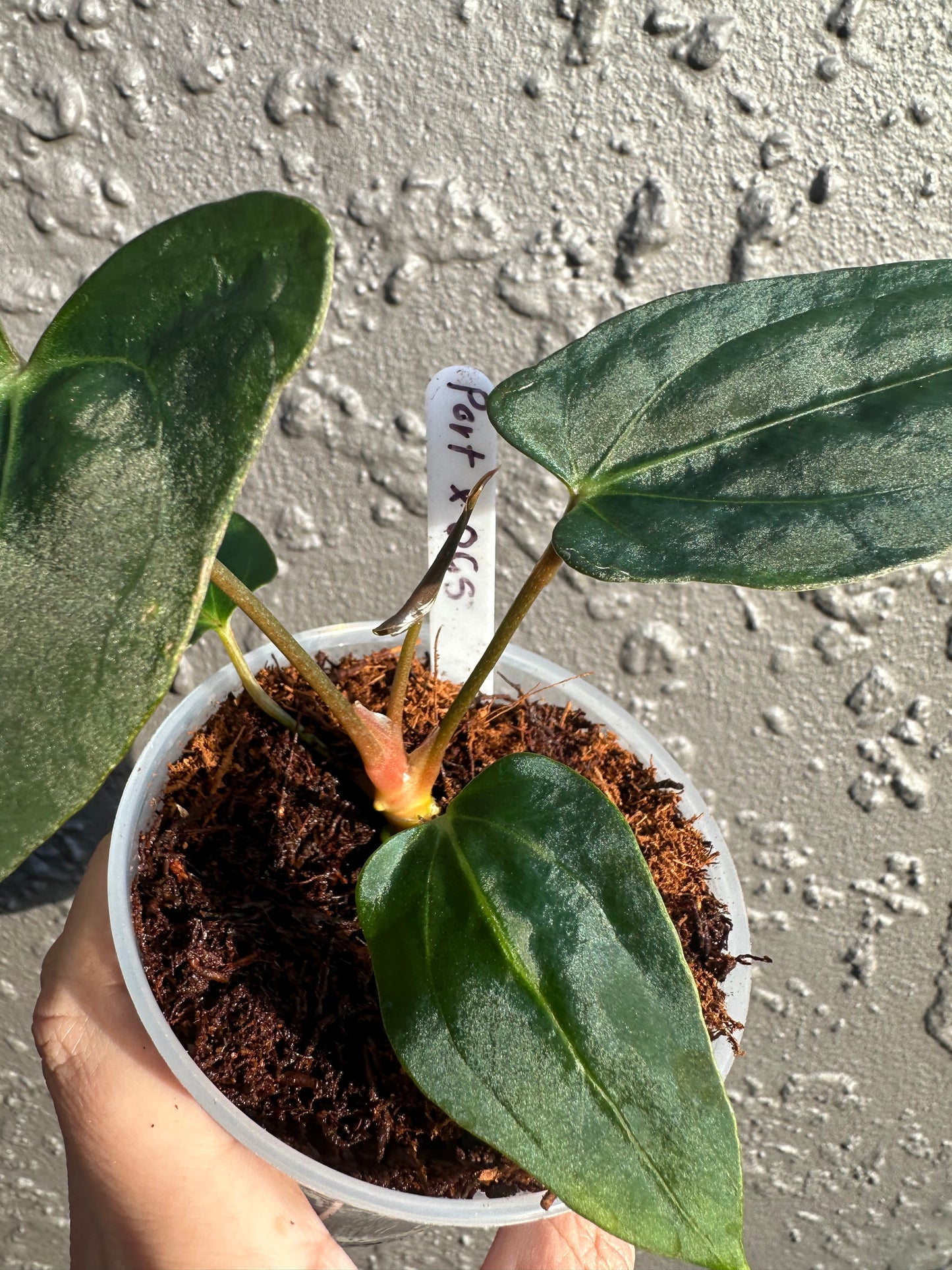 NSE Portillae x Carlablackiae OG5