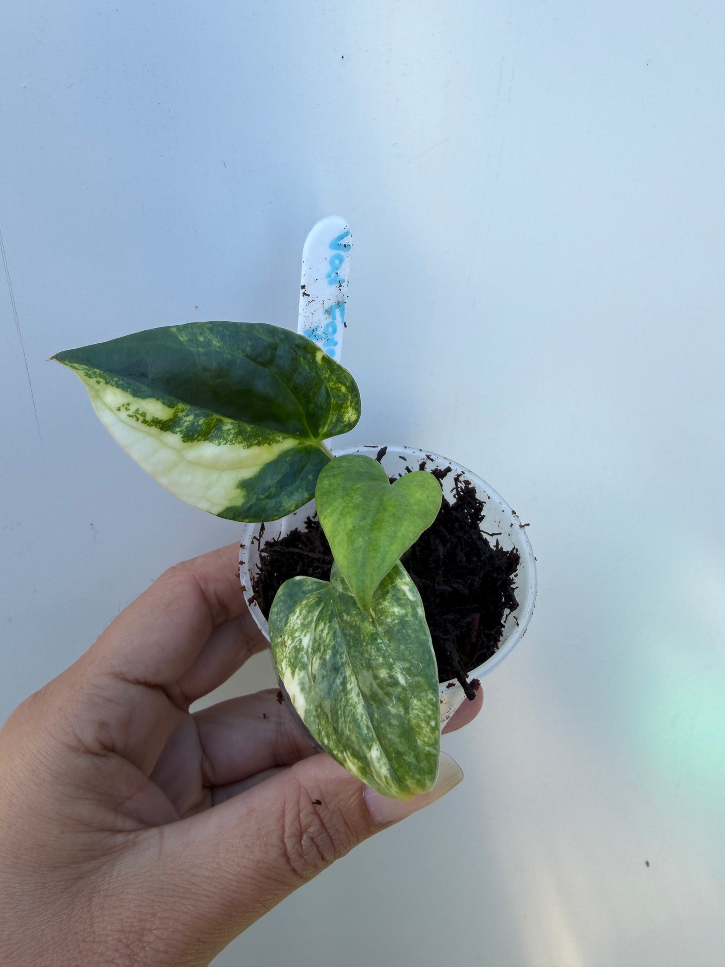 Variegated forgetii x X Luxurians