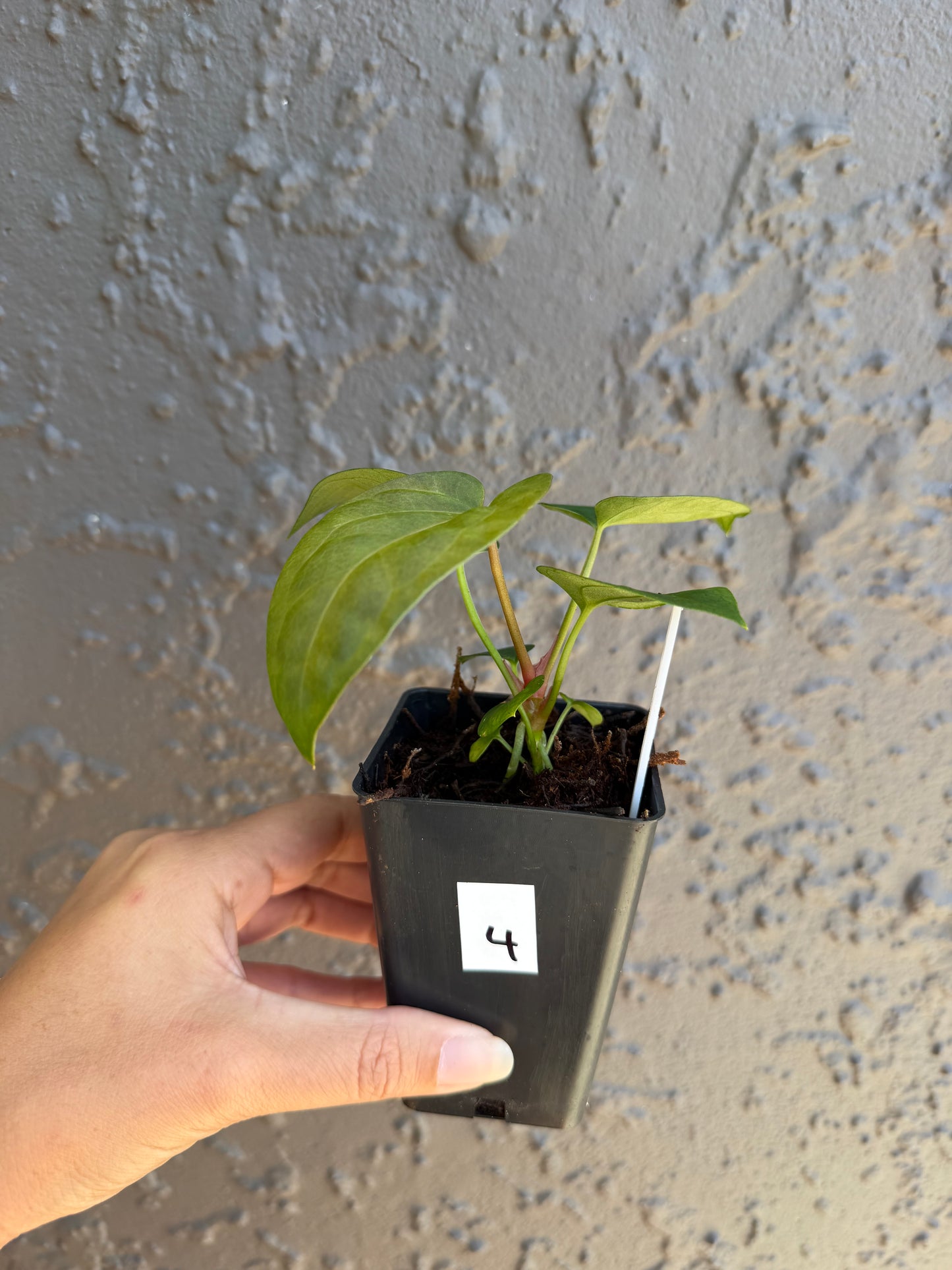 Reverse Black cherry x leopard- 4