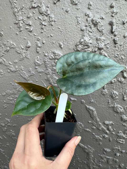 Variegated Forgetii x Lux (Green)