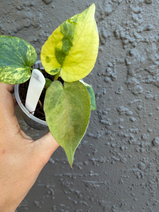 Anthurium Golden Haze -4