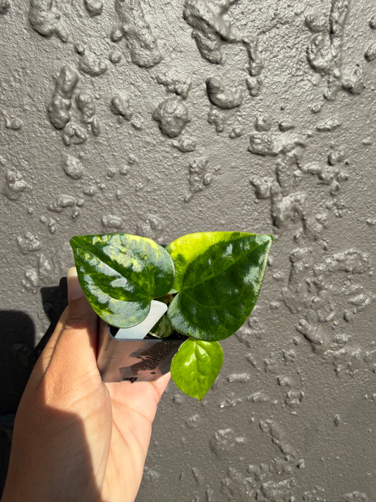 Variegated forgetii x lux (b)