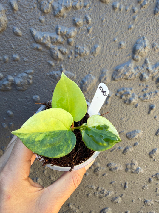 Anthurium Golden Haze -8