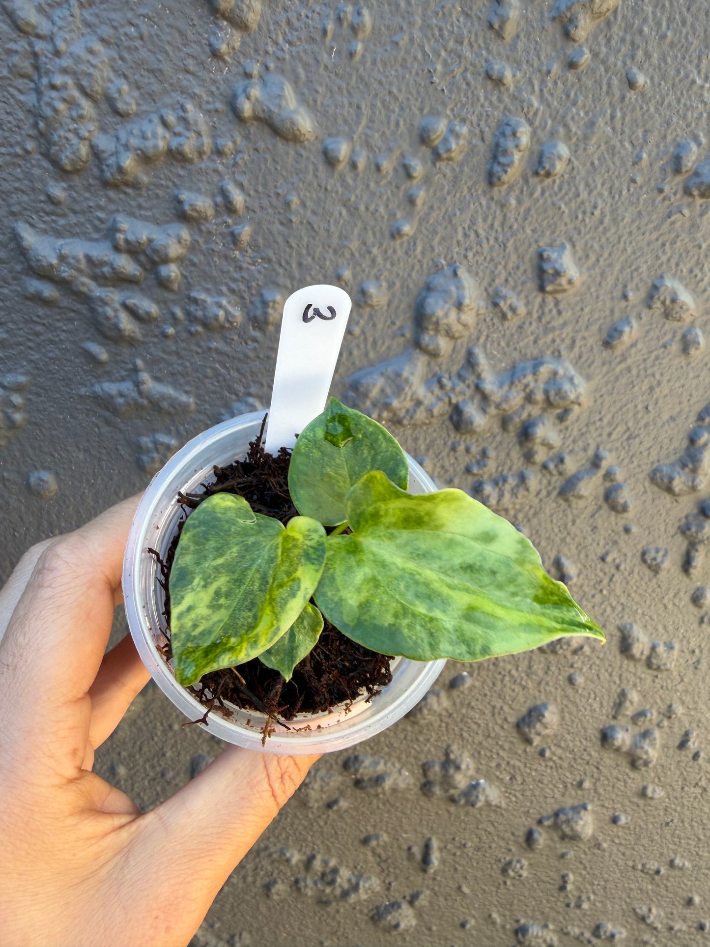 Anthurium Golden Haze -3