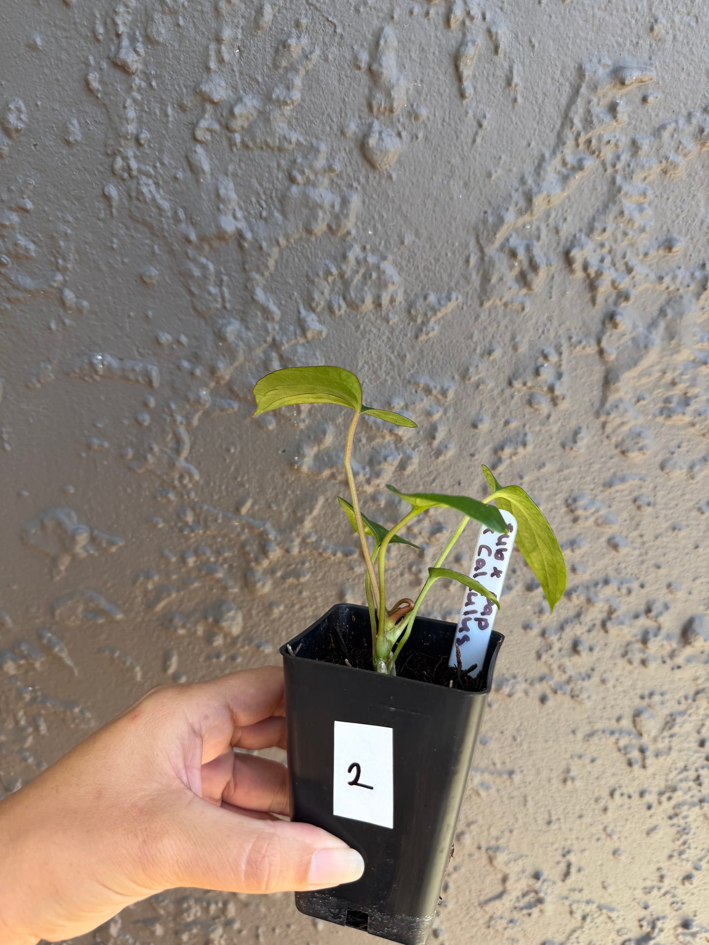 subsignatum x papi x calculus-2