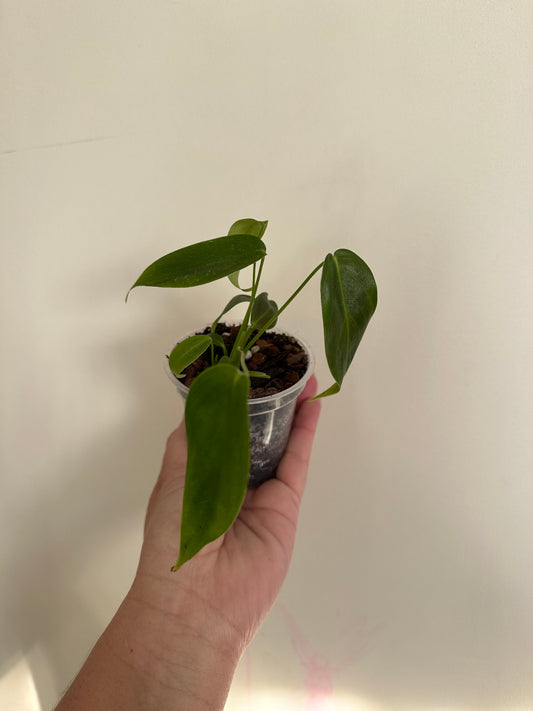 philodendron esmeraldense (c)