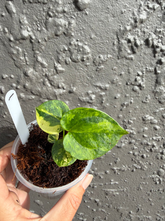 Anthurium ‘Allure Solaris” -1