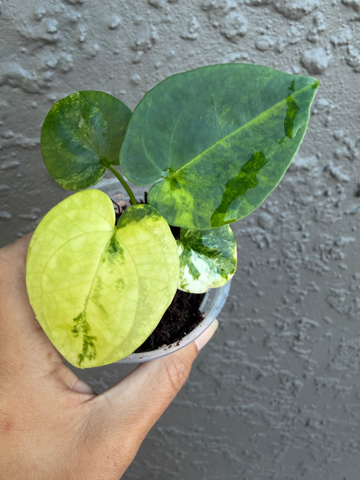 Anthurium Allure Solaris  - D