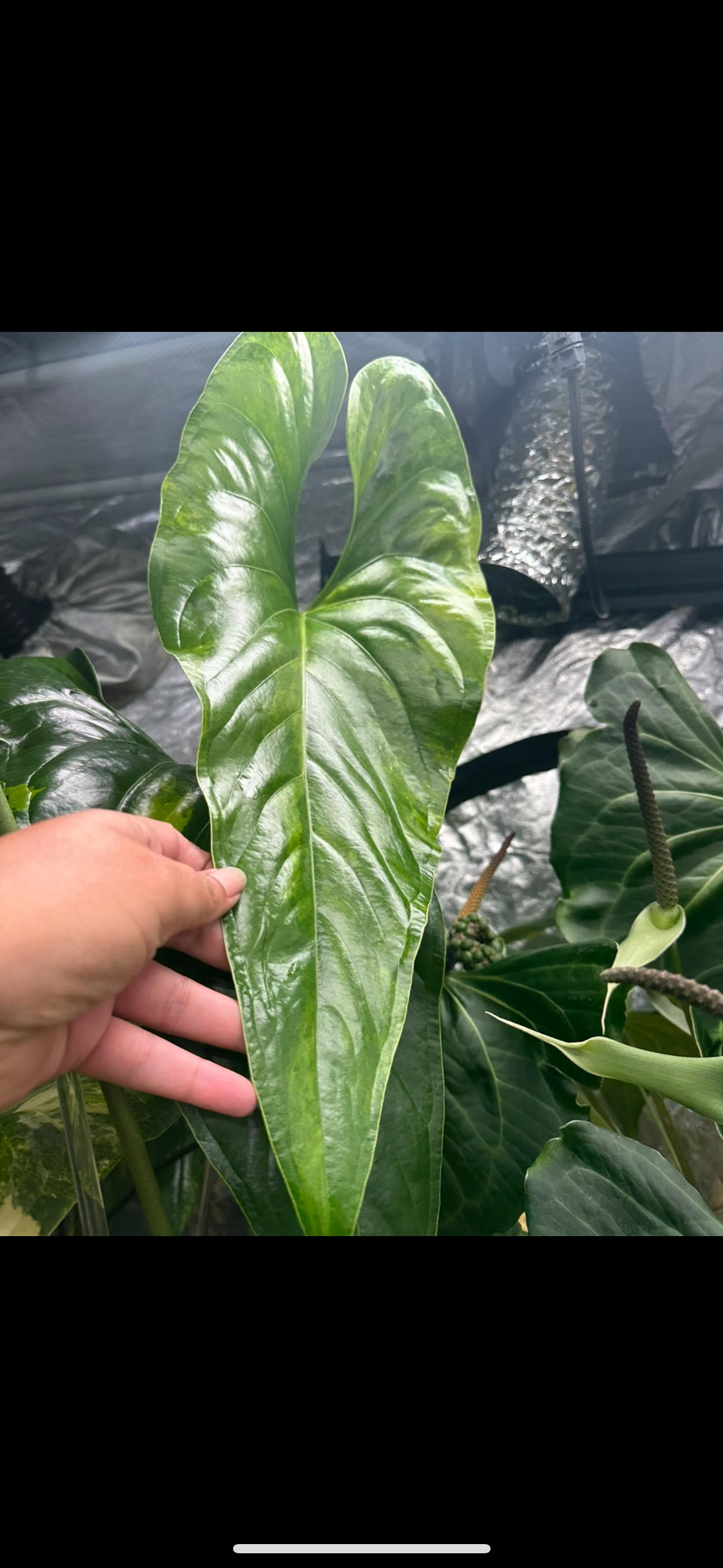 Anthurium Watermaliense (green)
