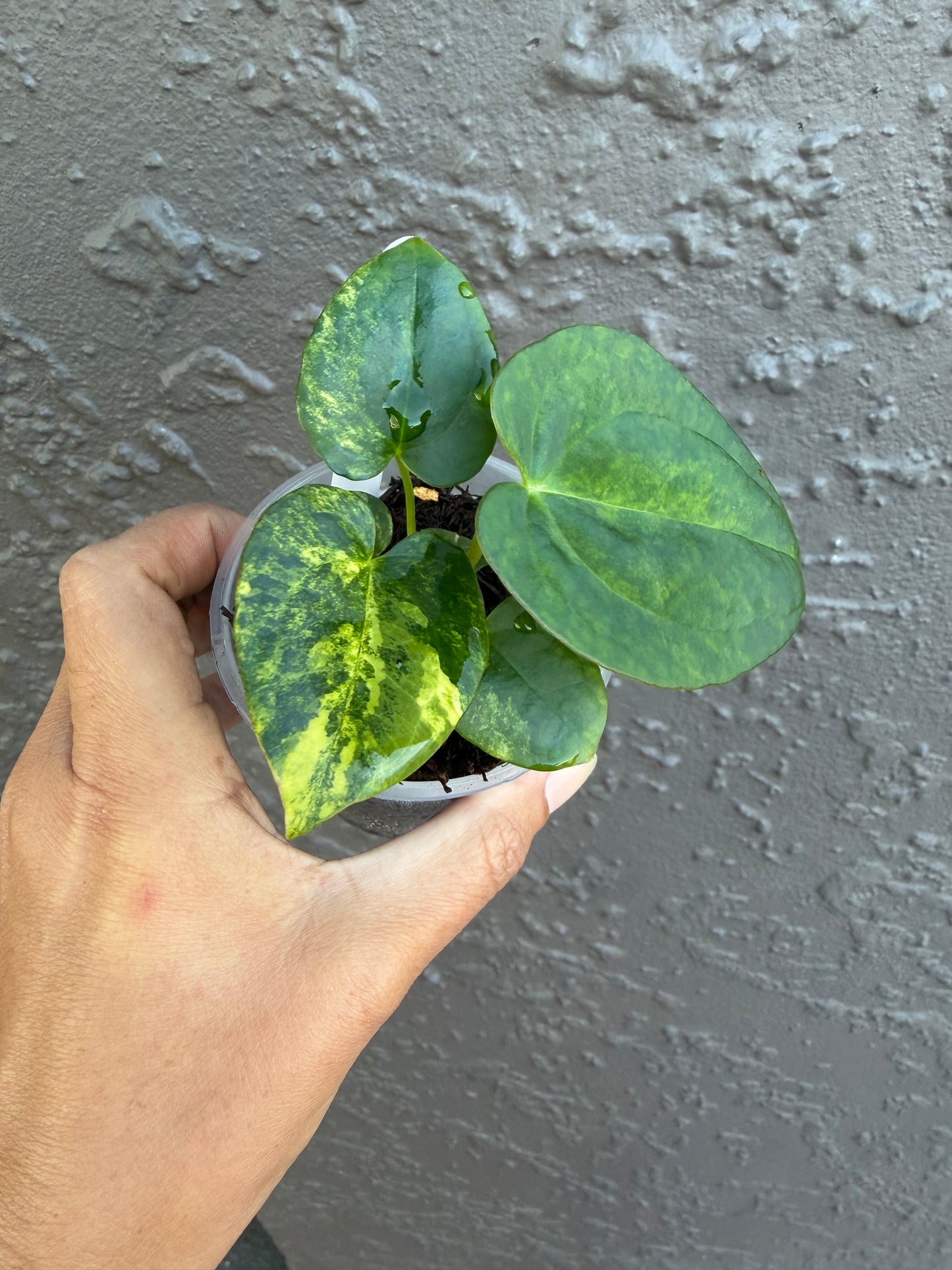 Anthurium Allure Solaris -K