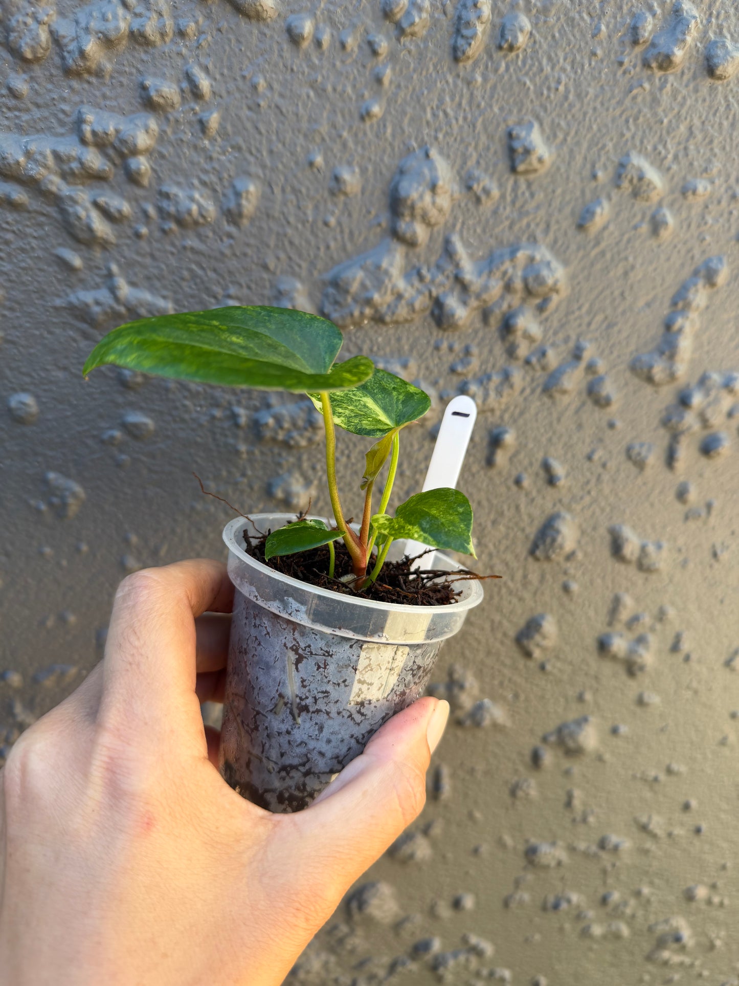 Anthurium Golden Haze -1