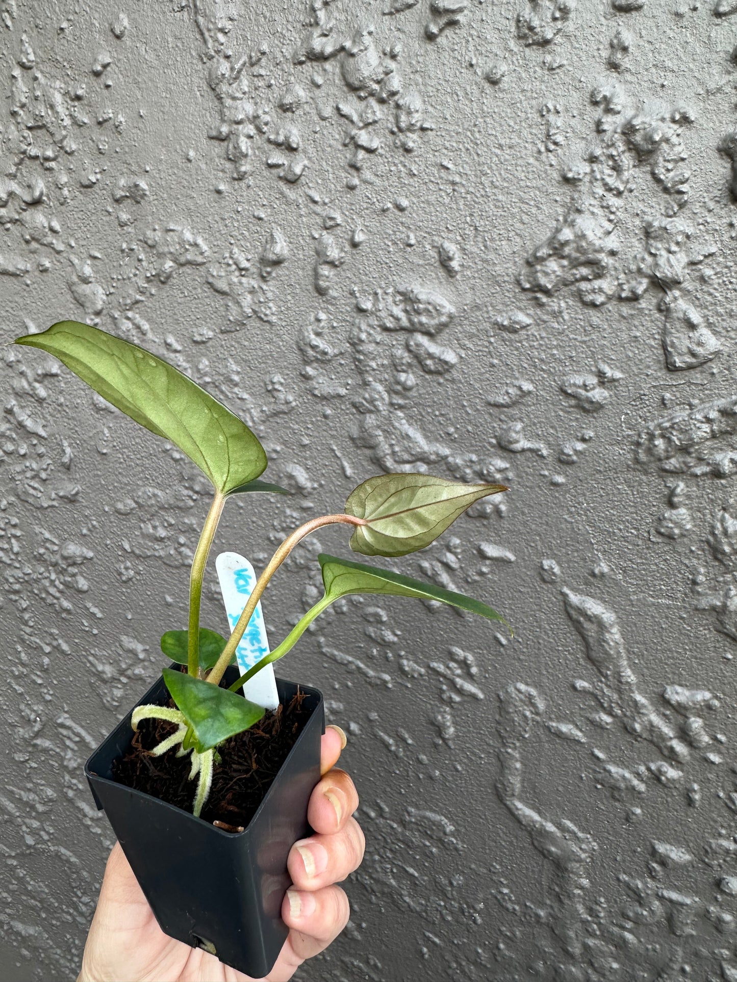 Variegated Forgetii x Lux (Green)