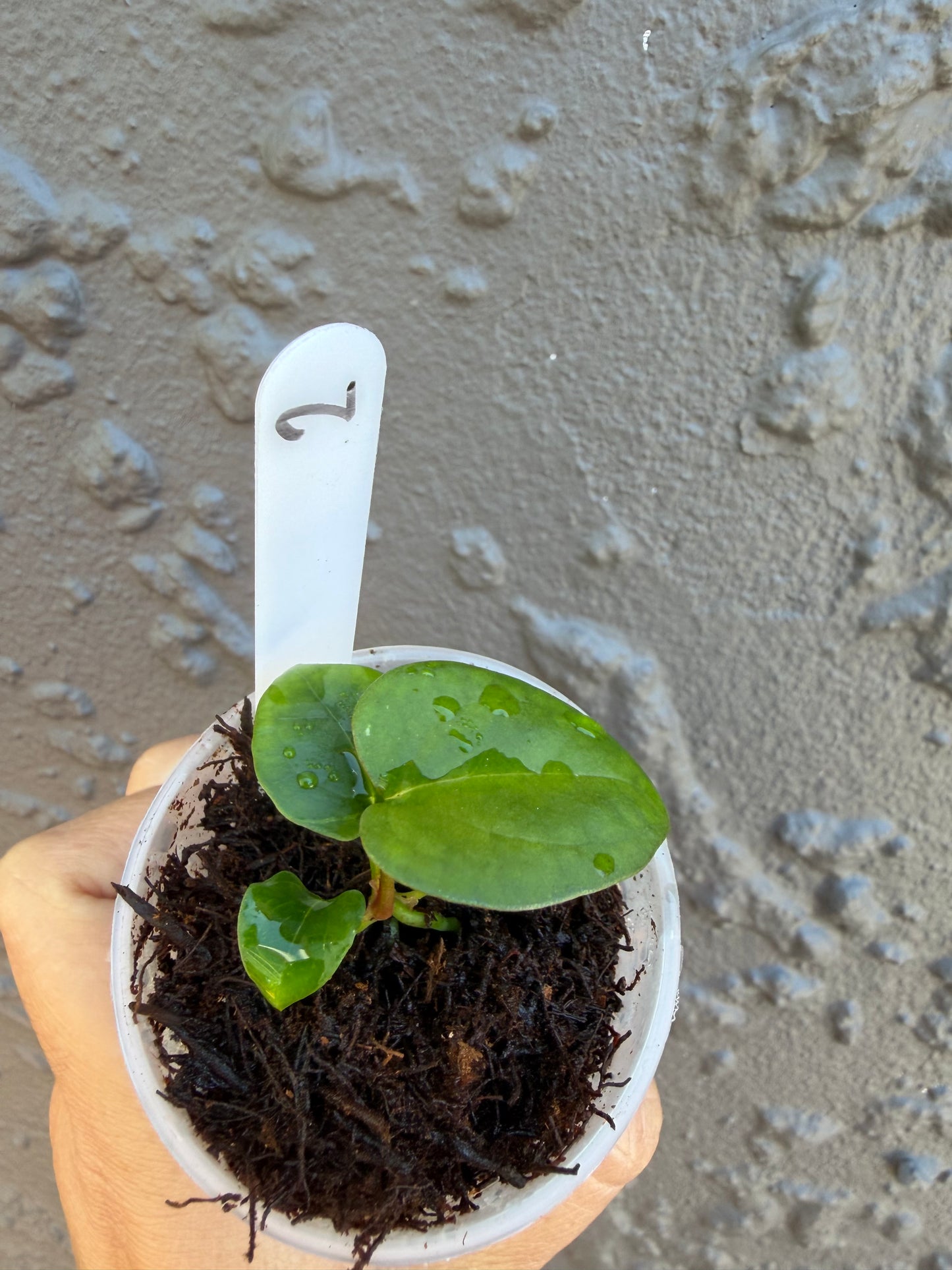 Anthurium KoS HU round form-2