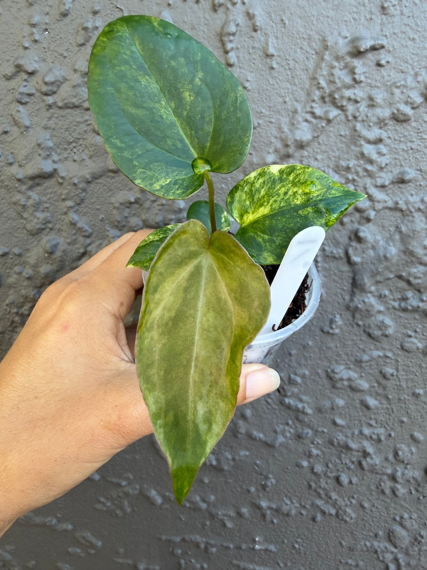 Anthurium Golden Haze -1