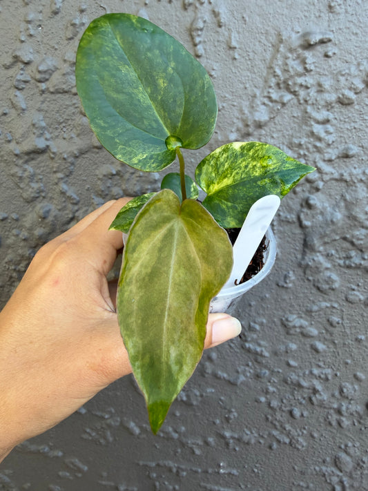 Anthurium Golden Haze -1