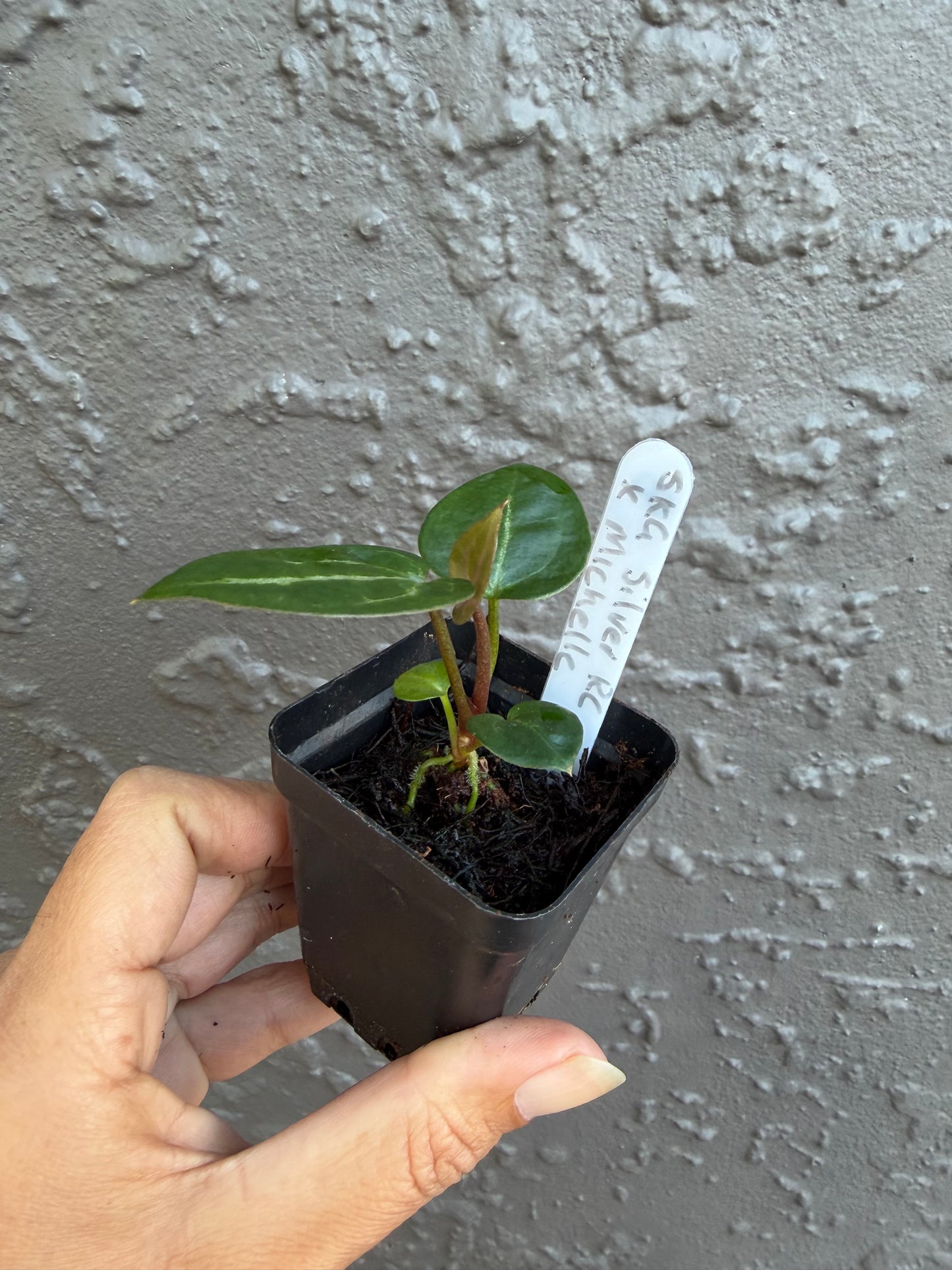 SKG Silver Red Crystallinum x Michelle -B