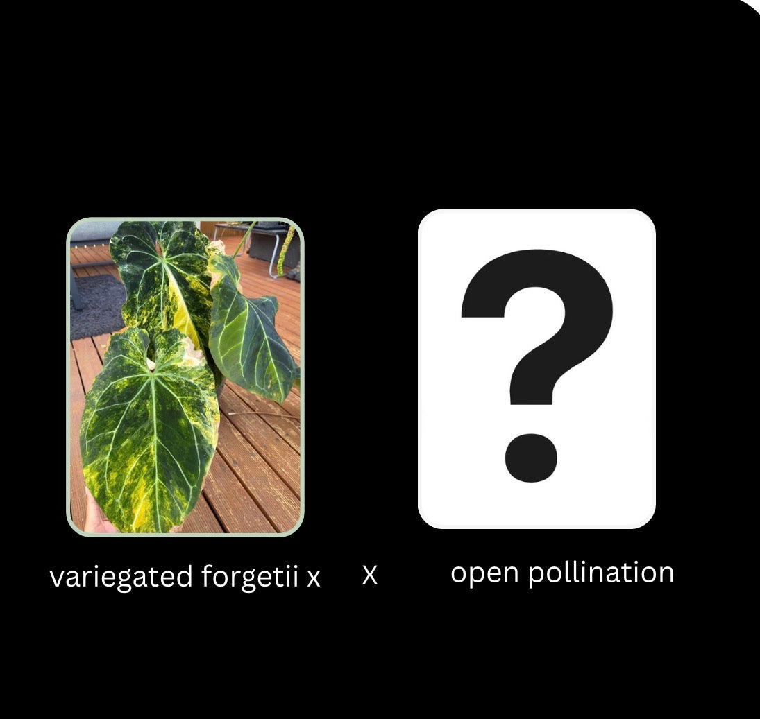 Variegated Forgetii x X open - 5 seeds