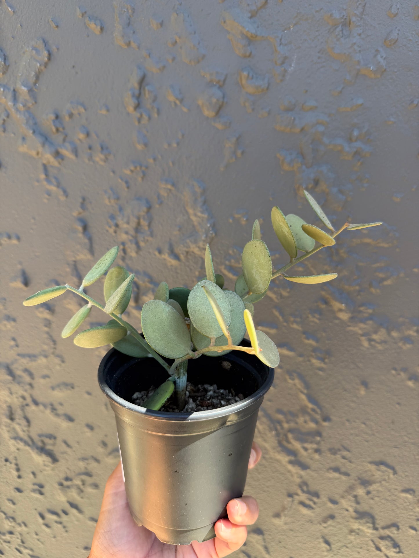 Silver dollar - Xerosicyos danguyi