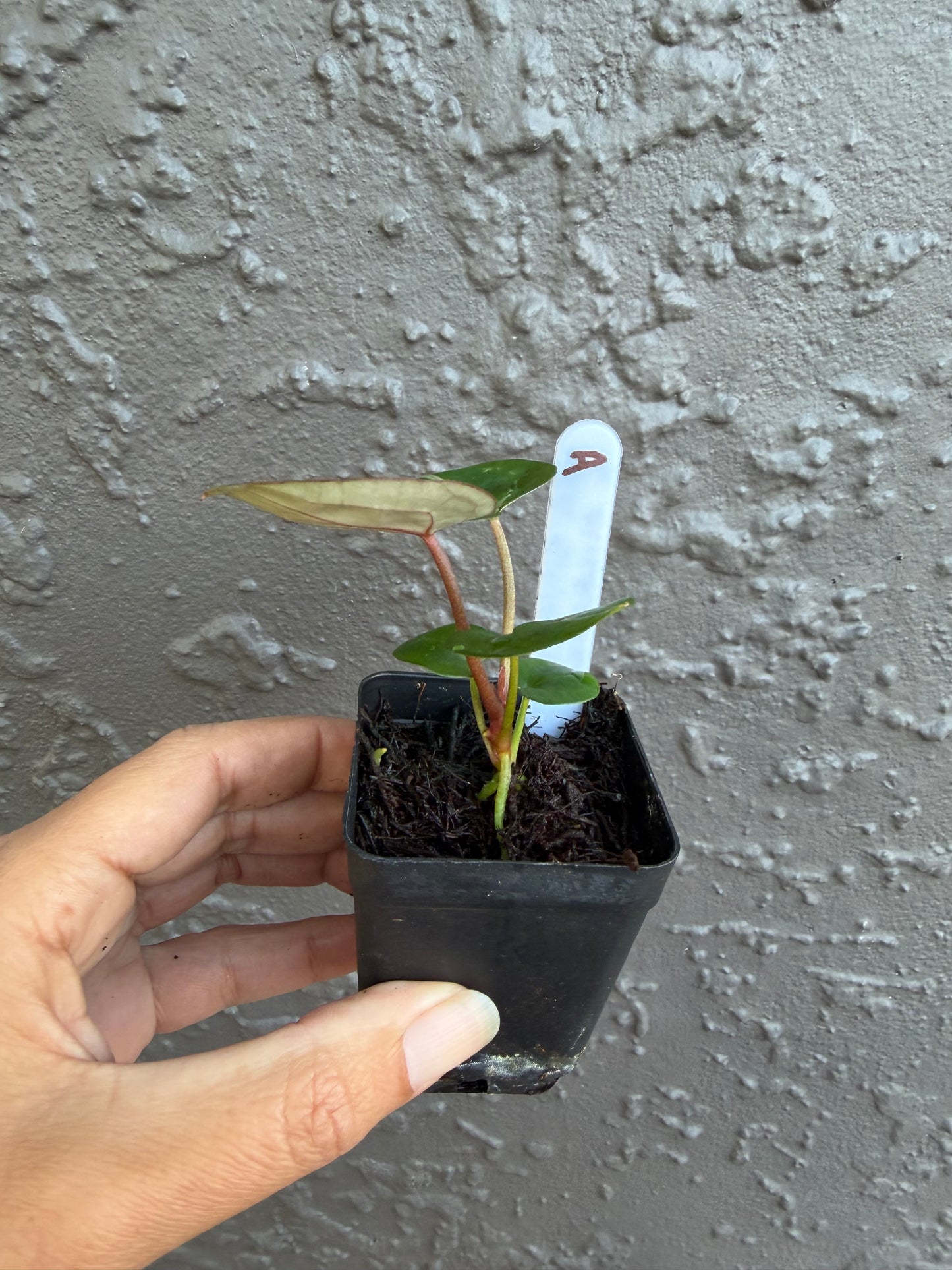 Skg Silver Red Crystallinum x Michelle - A