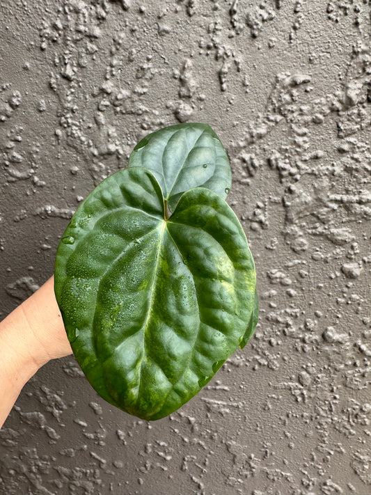 Variegated forgetii x lux (2)