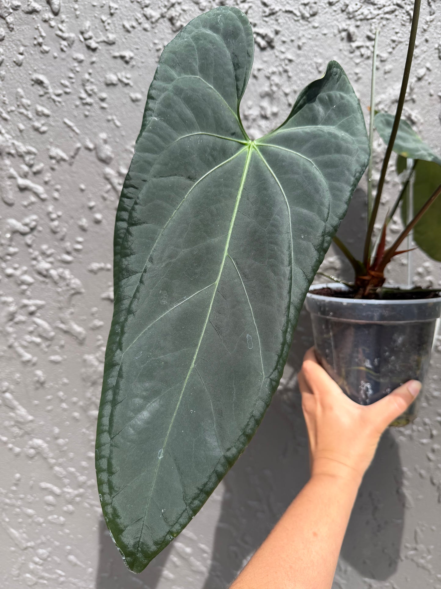 Anthurium Papi dress x dark mama X skg papi gatorbod- 4 germinated seeds