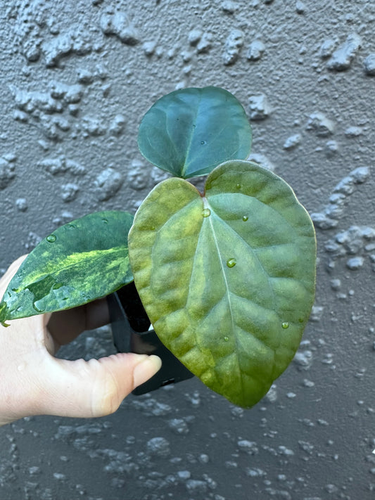 Variegated Forgetii x Luxurians (1)