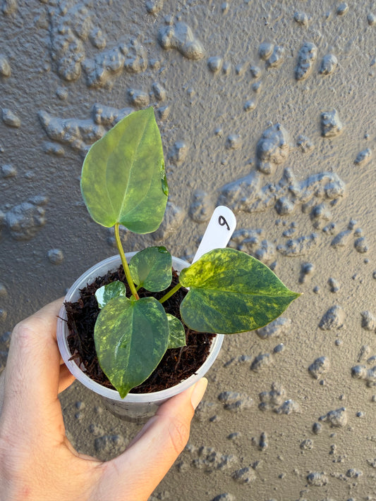 Anthurium Golden Haze -6