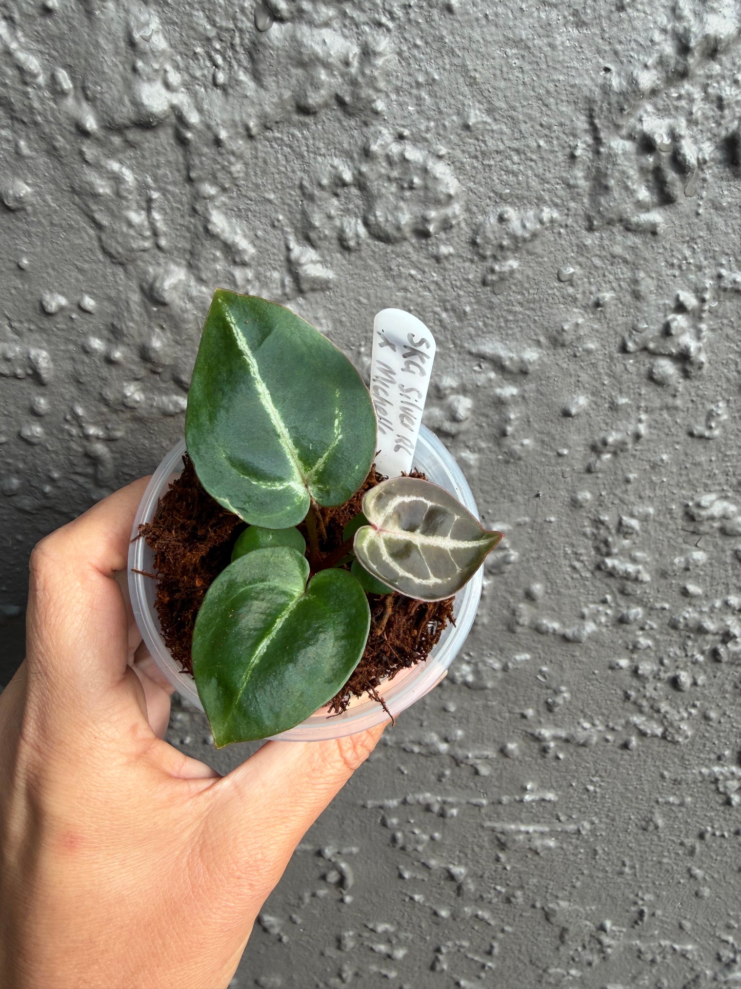 SKG Silver Red Crystallinum x Michelle-B