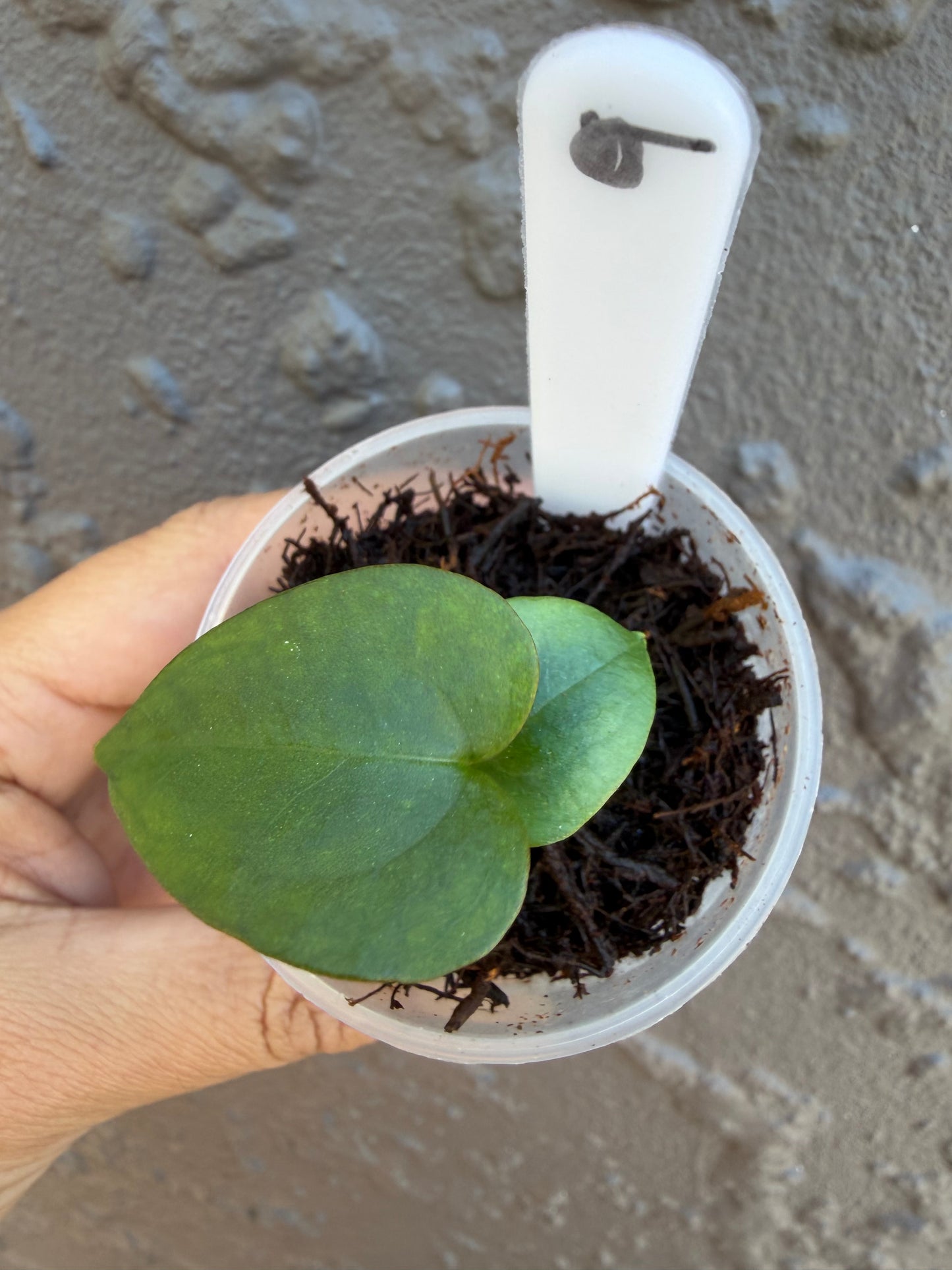 Anthurium KoS HU round form-9