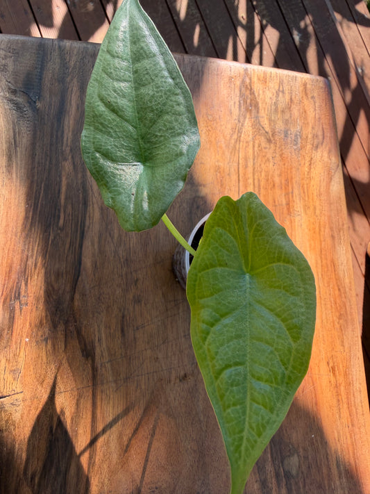 Alocasia Dragons Breath