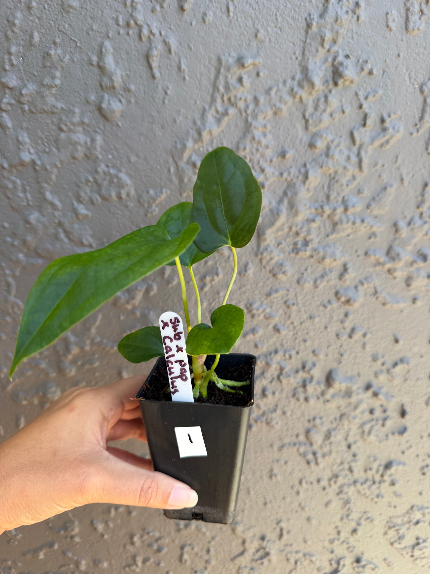 subsignatum x papi x calculus-1