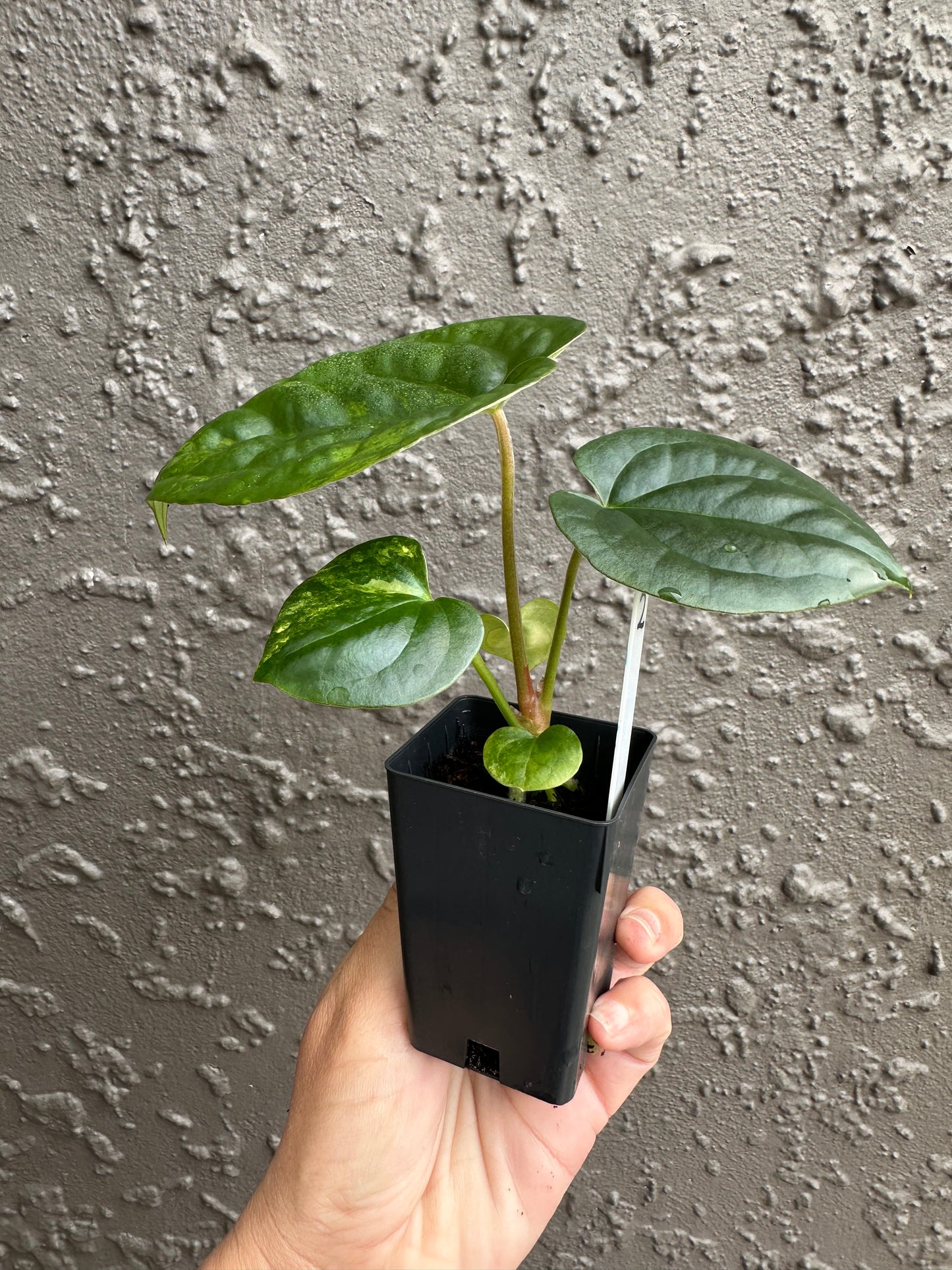 Variegated forgetii x lux (2)