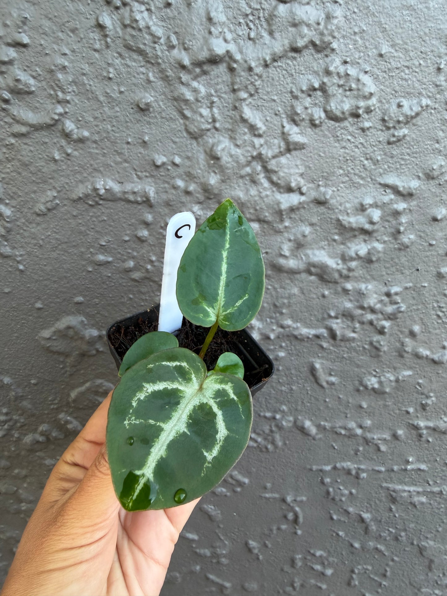 SKG Silver Red Crystallinum x Michelle- C