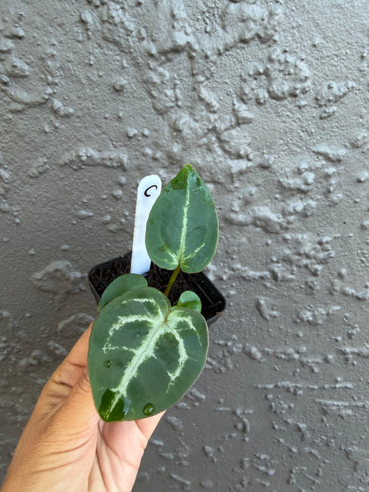 SKG Silver Red Crystallinum x Michelle- C