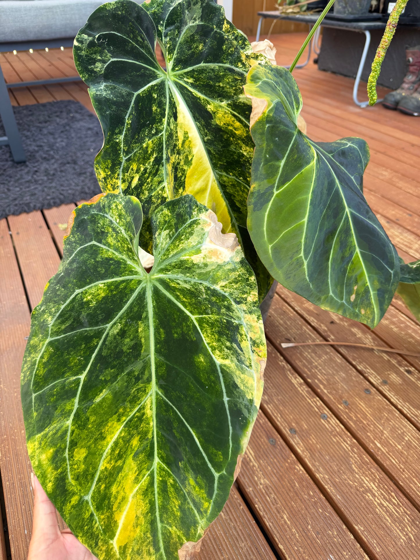 Anthurium Allure Solaris -3