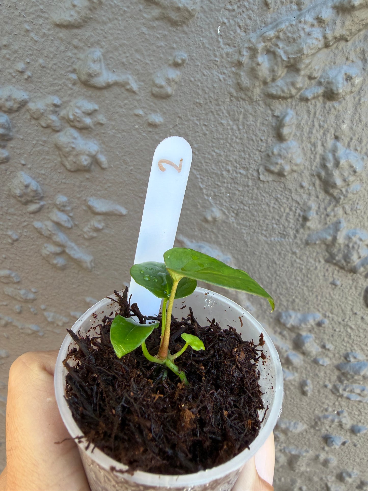 Anthurium KoS HU round form-2