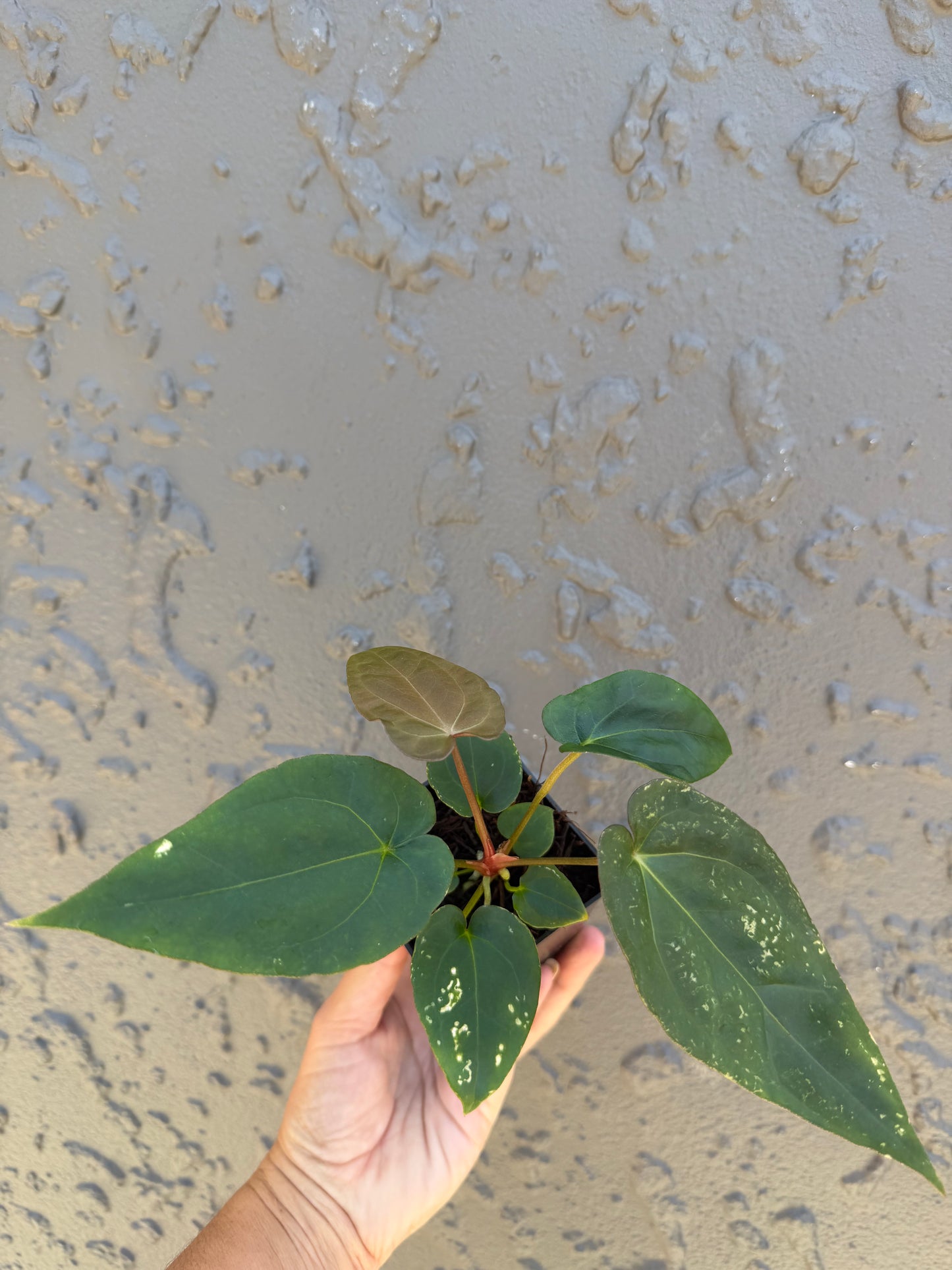 Reverse Black cherry x leopard- 1