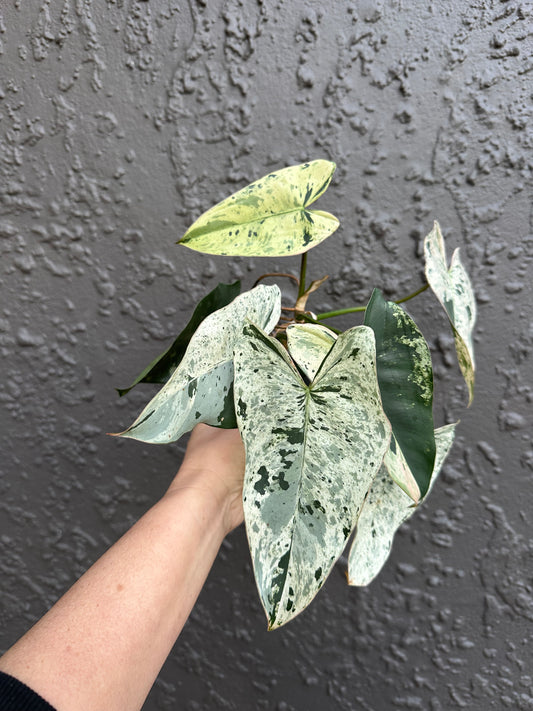 Philodendron imbe