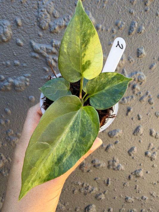 Anthurium Golden Haze - 2